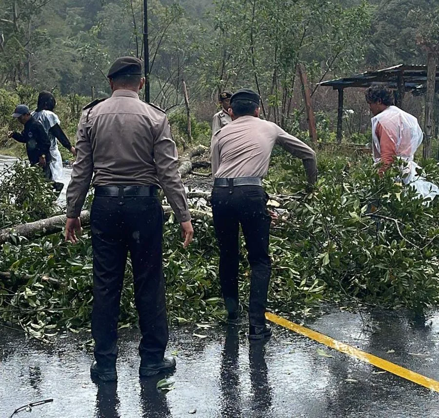 Akibat Cuaca Ekstrim, Pohon Tumbang Menutup Badan Jalan Utama Merek-Sidikang