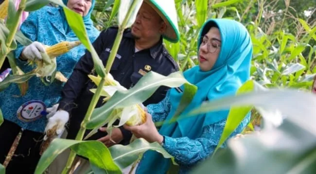 Ketua TP PKK Provinsi Banten: Keluarga Turut Berperan Wujudkan Swasembada Pangan
