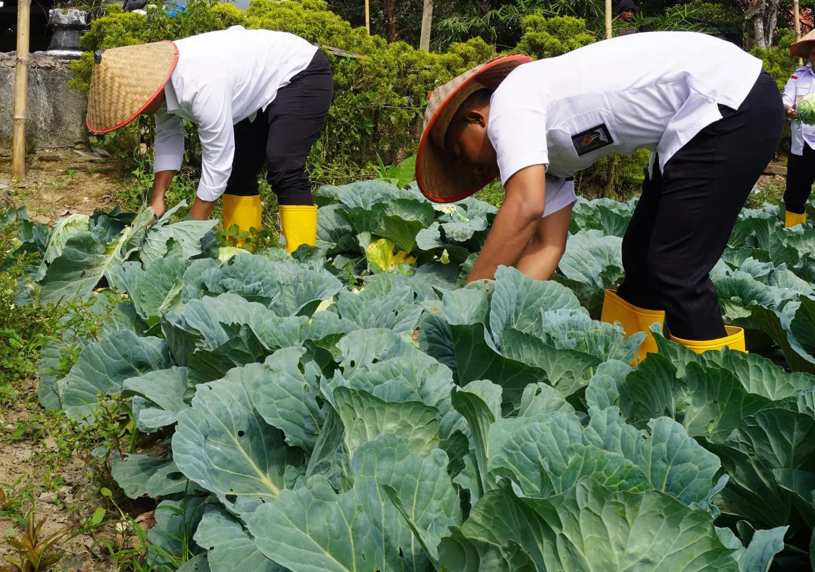 Rutan Kabanjahe Panen Kol : Bukti Keberhasilan Program Pembinaan Kemandirian