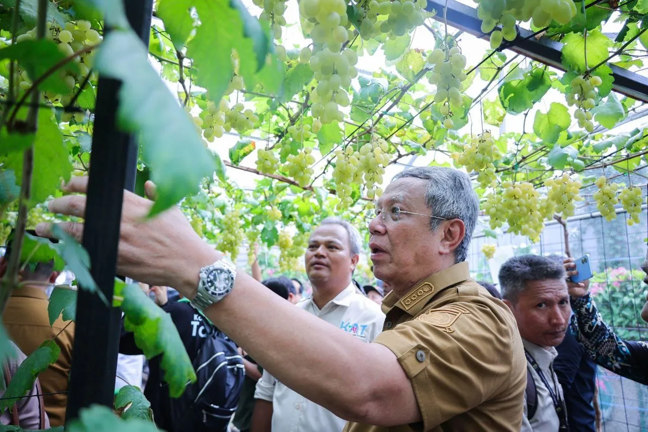 Panen Raya Anggur di Ciputat, Benyamin : Kembangkan, Banyak Lahan Bisa Dipakai