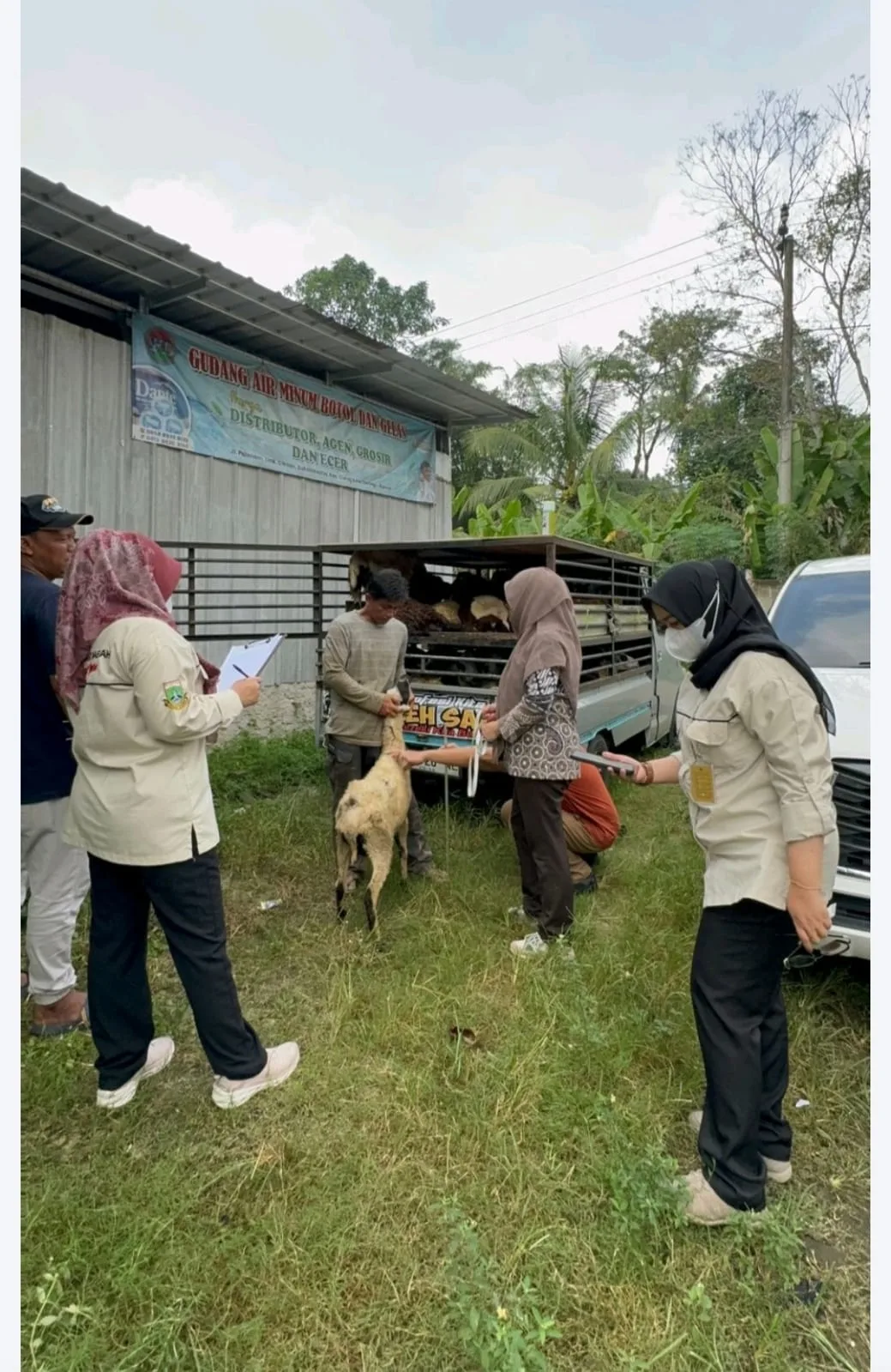 40 Kelompok Peternak Terima Bantuan Bibit Domba dari Distanak Banten