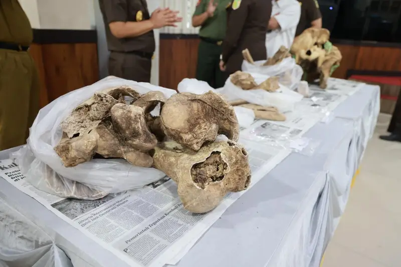 Kejati Banten Serahkan Rangka Badak Jawa ke Museum Negeri Banten untuk Pelestarian